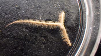Media type: image;   Invertebrate Zoology 153153 Description: live specimen;